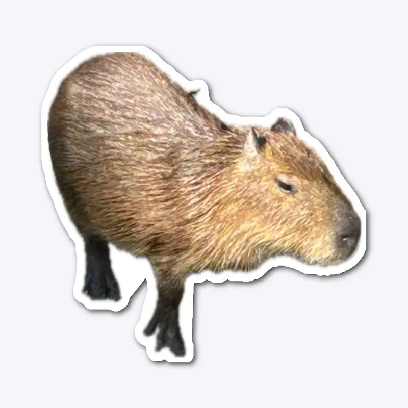 Capybara  collection